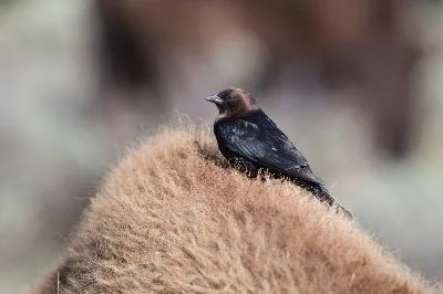 A cowbird resting on a bison’s shaggy coat
