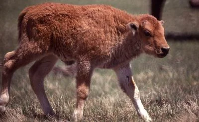 A reddish bison calf in grassland