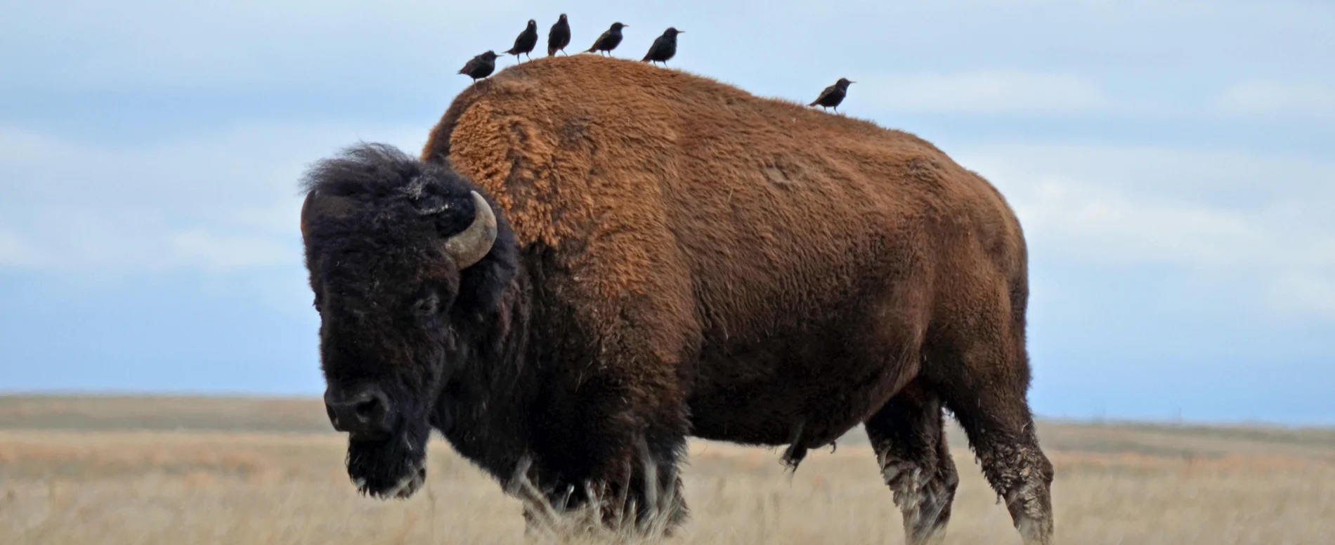A bull bison with birds on its back in open grassland