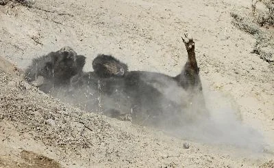 A bison rolling in a dusty wallow