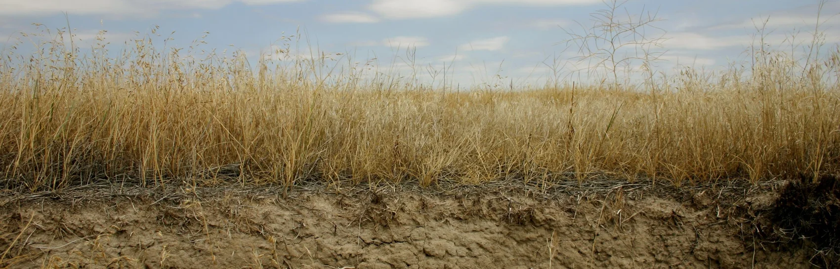 A broad prairie landscape in Badlands National Park